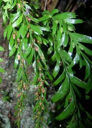 Tmesipteris horomaka: aerial stems bearing narrowly-oblong sterile leaves abruptly truncated to a prominent mucro, and round-ended or slightly conic synangia, with the apices projecting laterally.  
 Image: L.R. Perrie © Te Papa 2007 CC BY-NC 3.0 NZ